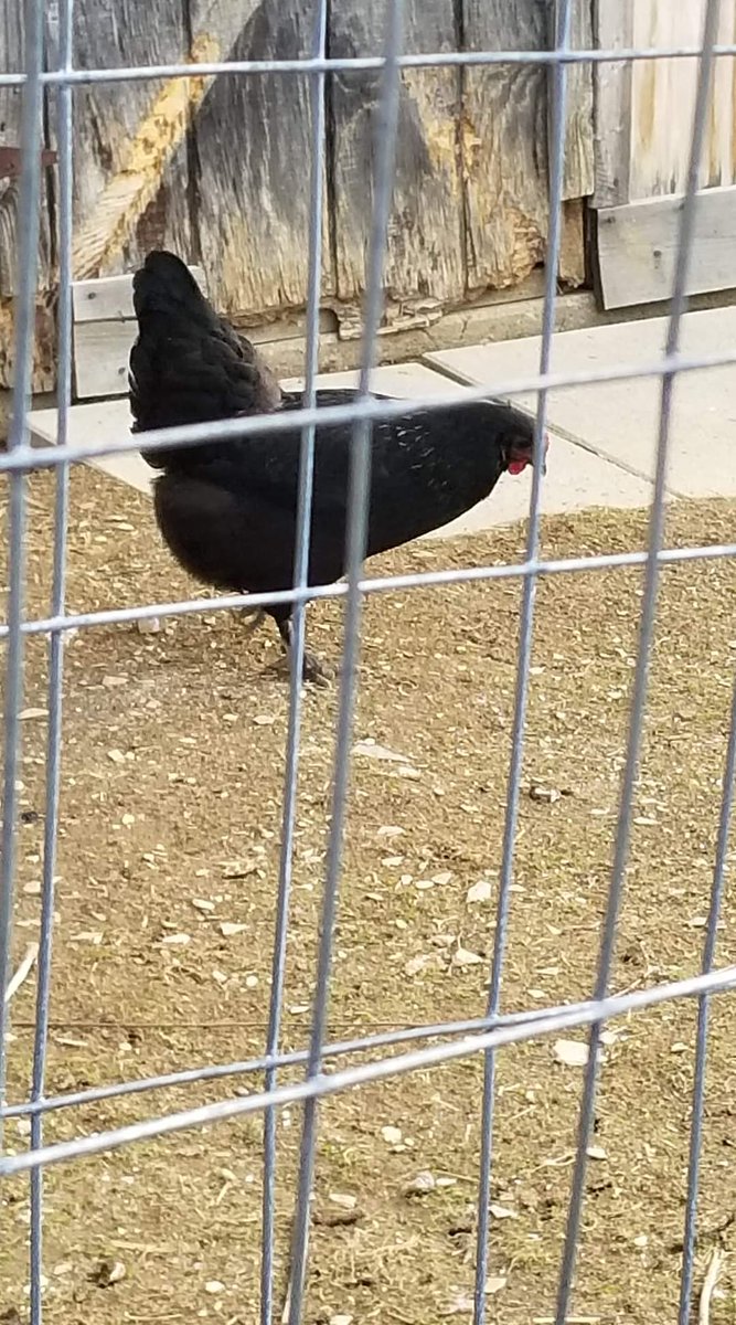 dsaposnicksmith's tweet photo. Bad news. Something must have come (probably a hawk) and took our sweet chicken that we had named Stamos. May she RIP. 😪😪. First time that has happened to us. Boo hoo. @JohnStamos https://t.co/ftZLuypX4o