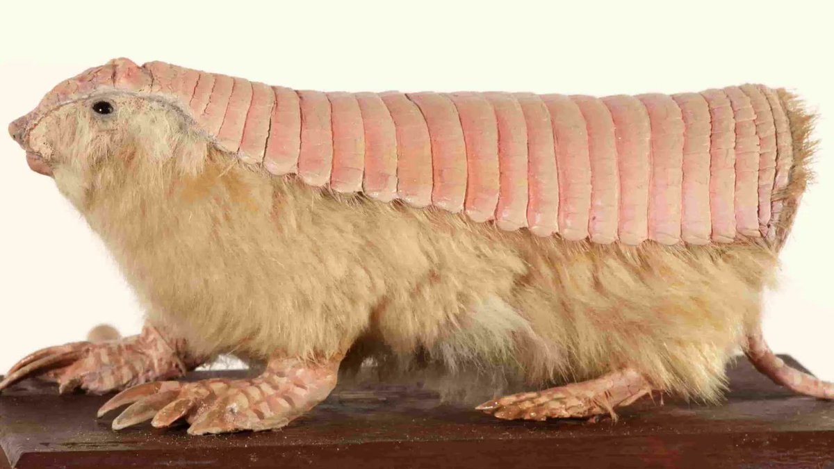 [Hayvanlar Alemi] Pembe Peri Armadillosu cocuk.gazetesanat.com/pembe-peri-arm…