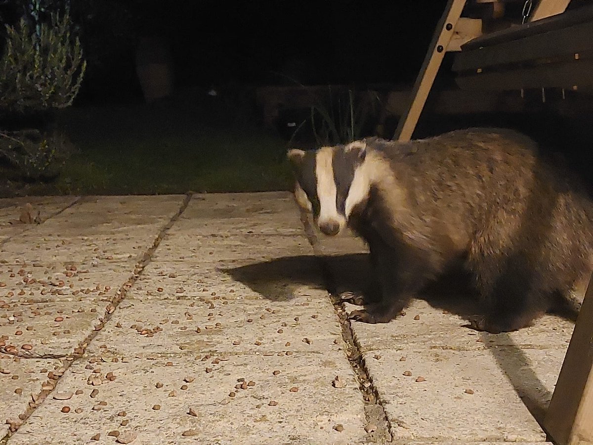OxonBadgers's tweet image. What a handsome badger, visiting one of our committee member's garden this evening. 

Help us protect them. oxonbadgergroup.org.uk/joinobg/

#BadgerMonday #Oxfordshire