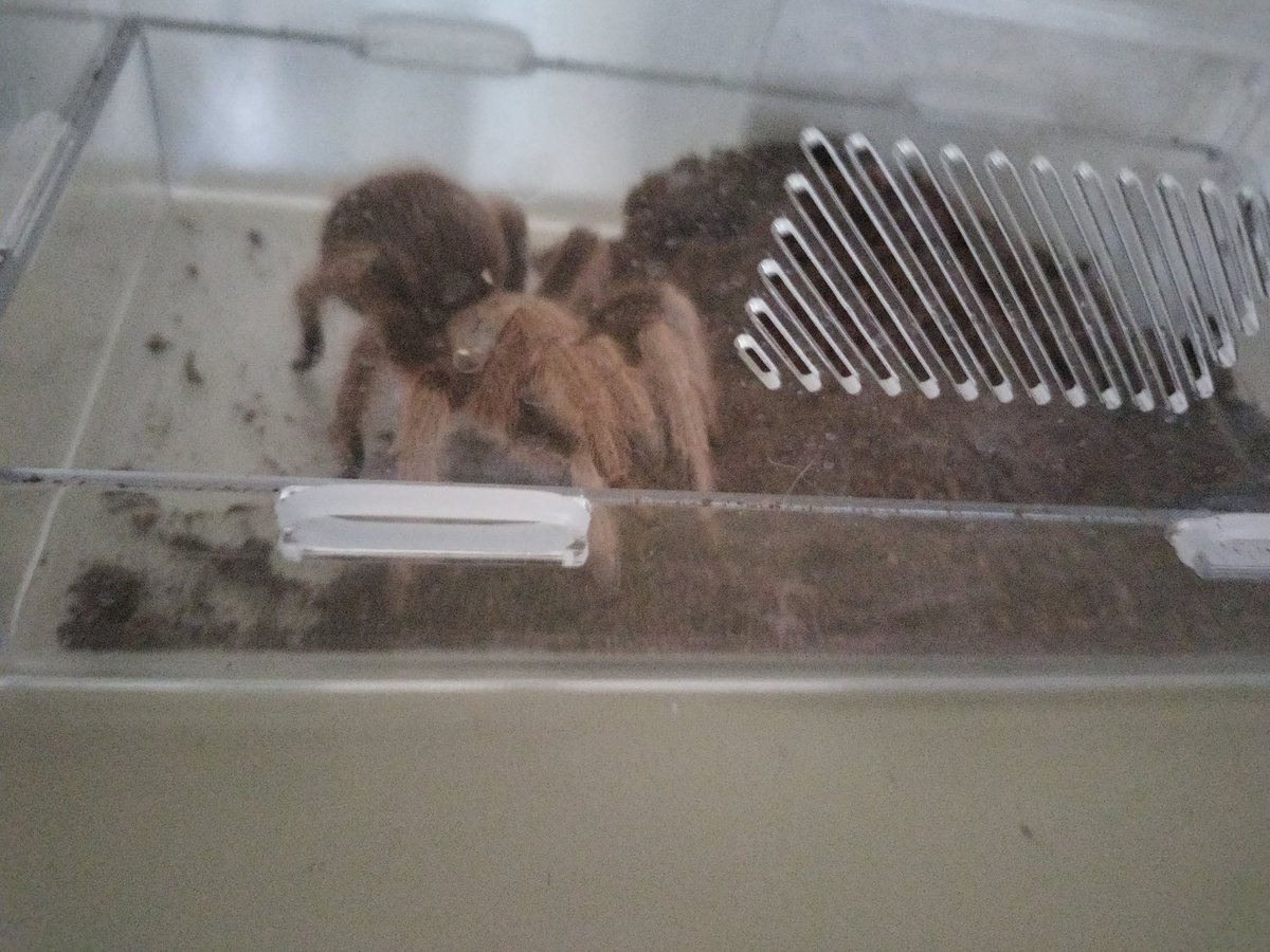 Anthony89915849's tweet photo. @jaguar_kitty My spider at home rn https://t.co/bUJkDXdBp5
