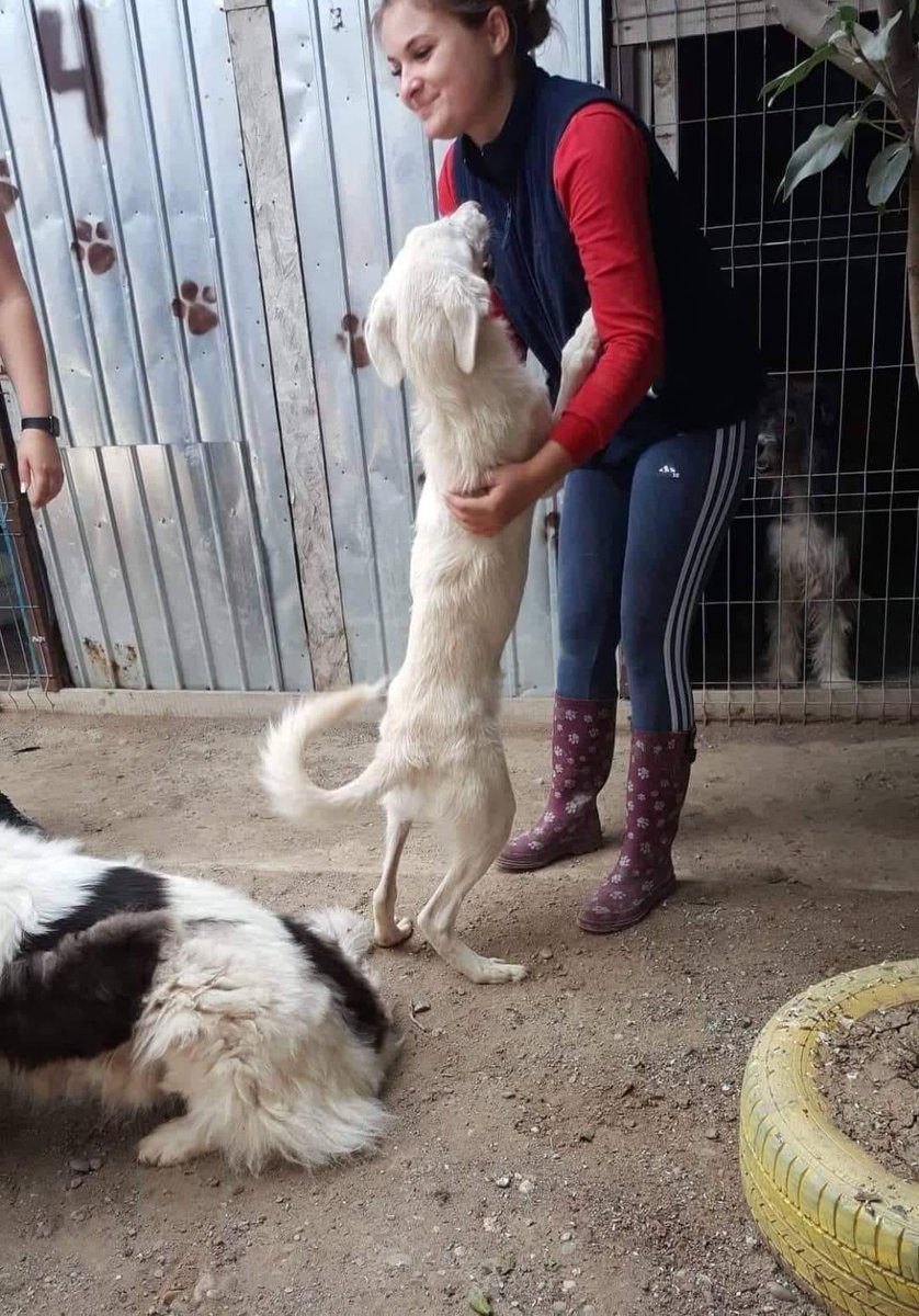 SavaSafeHaven's tweet photo. Rescued from the Ukraine border point. Balto and Nanouk, are two hyperactive and hyperadorable babies! But unfortunately they are in shelter.. even after 1 year since rescue!
Please help us with a #RT
#Ukrainedogs #dogsfromukraine #ukrainerescue #savasafehaven #romaniandogs #charity #dogsofromania