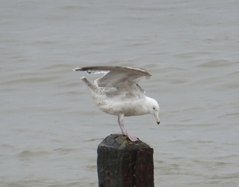 Is this a Caspian gull? Always need reassurance with this species. Waxham, Norfolk this morning