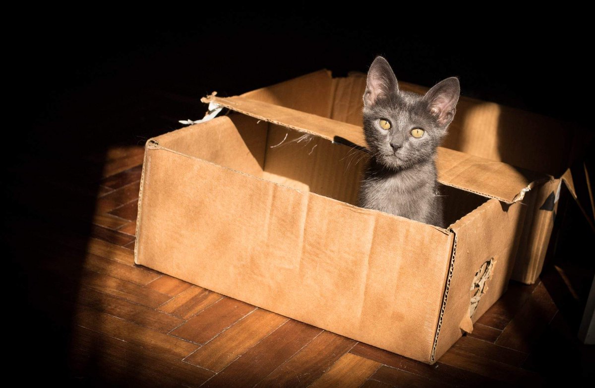 Make #moving easier on your cat with these helpful #relocationtips.  cpix.me/a/167300701