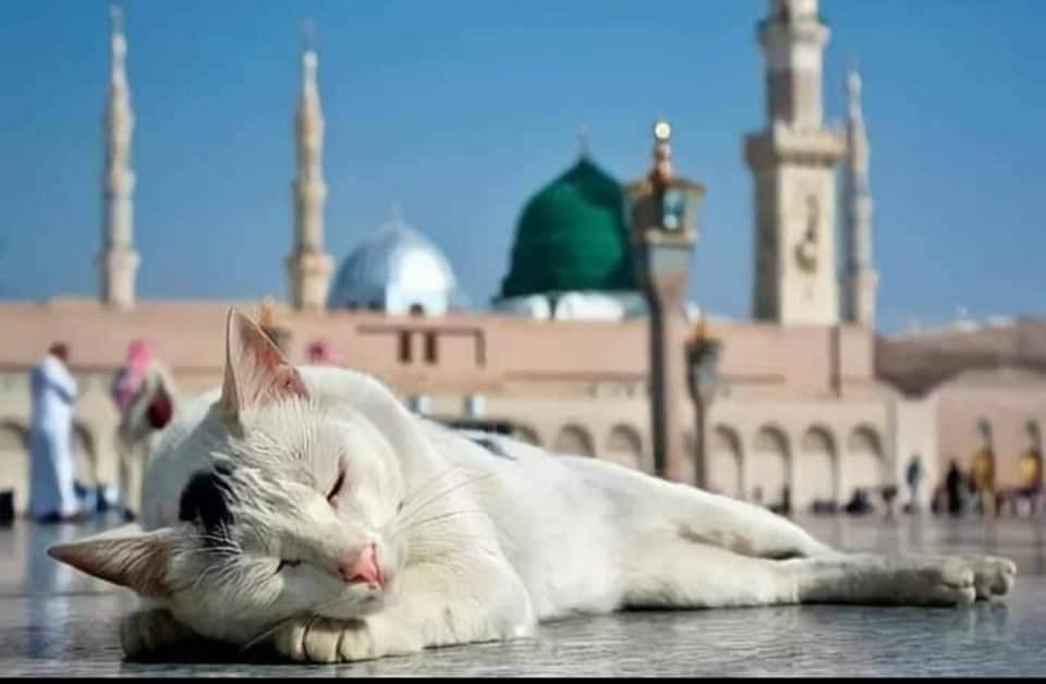 هي ضيف رسول الله .. فكيف لا تأمن ♥️
