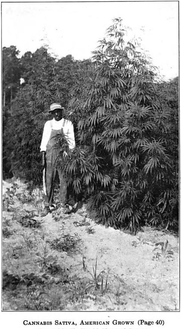 cannaworldsite's tweet photo. 1921, Origin and History of All the Pharmacopeial Vegetable Drugs
Author John Uri Lloyd

#NotANewIndustry https://t.co/l2YnY591Gw