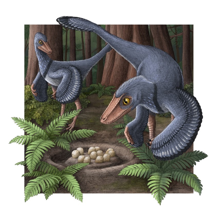 PNASNews's tweet image. Troodon made its eggs like modern reptiles, the slow way, despite its similarities to birds, which are known for their speedy egg mineralization. The findings provide insight into the evolutionary transition from dinosaurs to birds. ow.ly/X0Z650NFiKc