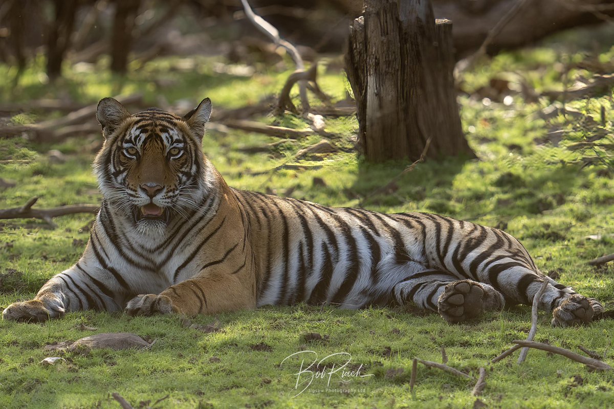Just returned from an amazing 10 day tip to India to photograph Tigers in the wild @sonyalphagallery @sonyalpha @sony.unitedkingdom @alphauniversebysony.eu @sonymirrorless @sonyalphashooters @carlislesony @bbcwildlifemagazine @joannebird333