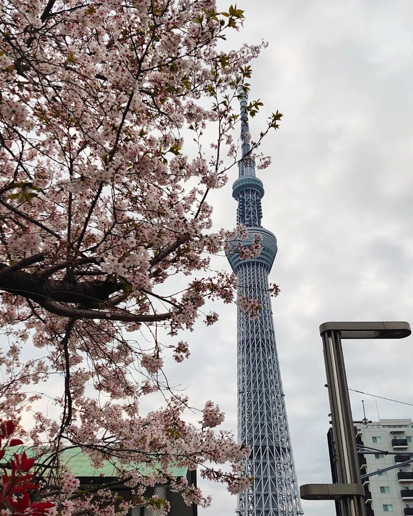 landfes_web's tweet photo. #東京スカイツリー #tokyoskytree  #東京 #tokyo #桜 #cherryblossom #2023 https://t.co/6dGX5fyE7m https://t.co/ZR6t8vs8af