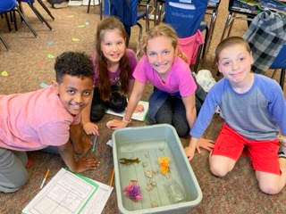 UrbandaleCSD's tweet photo. 3rd graders at Valerius had a unique experience this week as they got to care for their own crayfish. The Ss were ecstatic to bring items from home that are found in the natural habitat of crayfish in order to add their own touches to the tanks! #VALpride https://t.co/3JLAKA1iXE https://t.co/fae4mNT20P