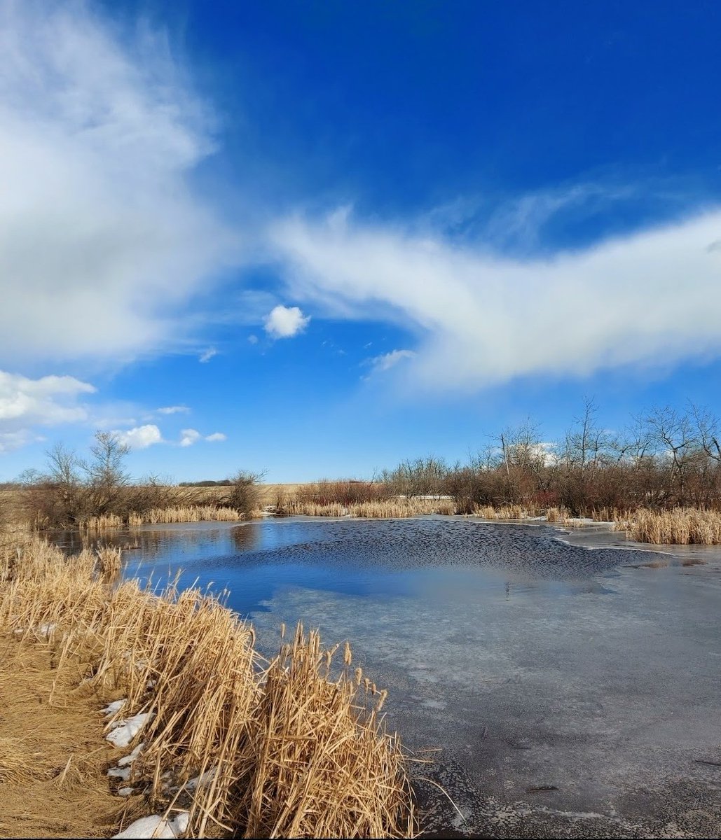 We all see something different in the clouds. I see a face on the left, blowing a heart kiss into the open mouth of a serpent. 
Have a great week 😀 
#photography #photooftheday #faceinthecloud 
#springthaw 
#Alberta 
#Wetlands 
#conservation 
#melting