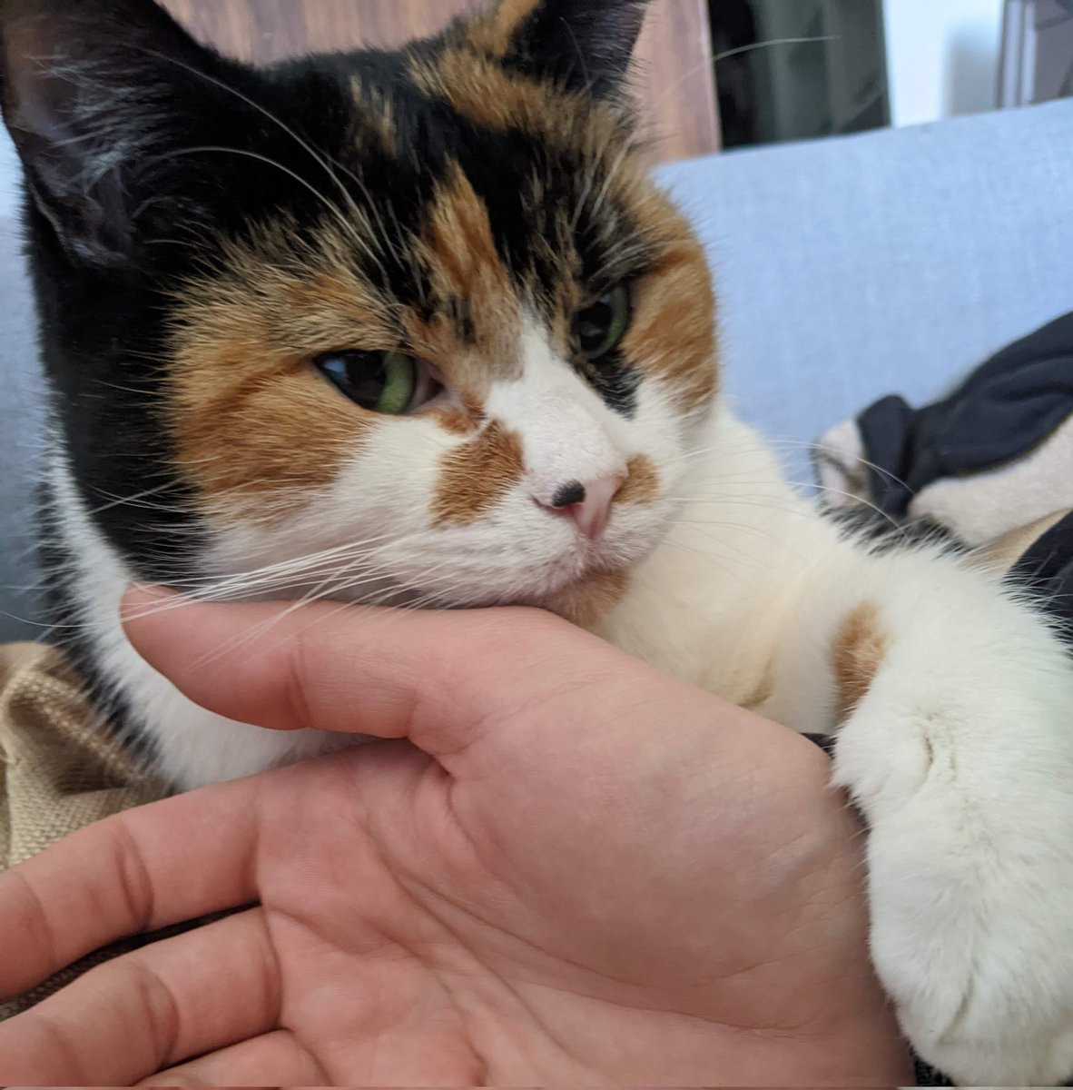cherry_senpaix's tweet photo. I had to say goodbye last night to my sweet Jupiter, she fell ill and was just too old to pull through. Hug your pets because you never know when you've had your last cuddle 💔 https://t.co/uz6eatEf89