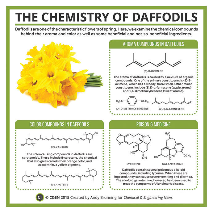 C&EN (Chemical & Engineering News) (@cenmag) on Twitter photo Daffodils are beginning to bloom! Here are the compounds behind their aroma and color: fal.cn/3xhpe #PeriodicGraphics <a href="/compoundchem/">Compound Interest | Chemistry infographics</a> Daffodils are beginning to bloom! Here are the compounds behind their aroma and color: fal.cn/3xhpe #PeriodicGraphics <a href="/compoundchem/">Compound Interest | Chemistry infographics</a>