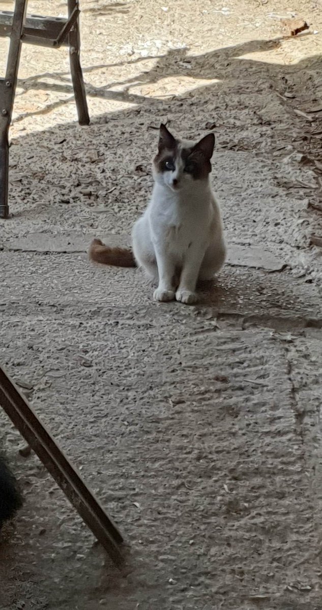 solaresacebal's tweet photo. 🐈🥰 https://t.co/SG9v3a0Fk0