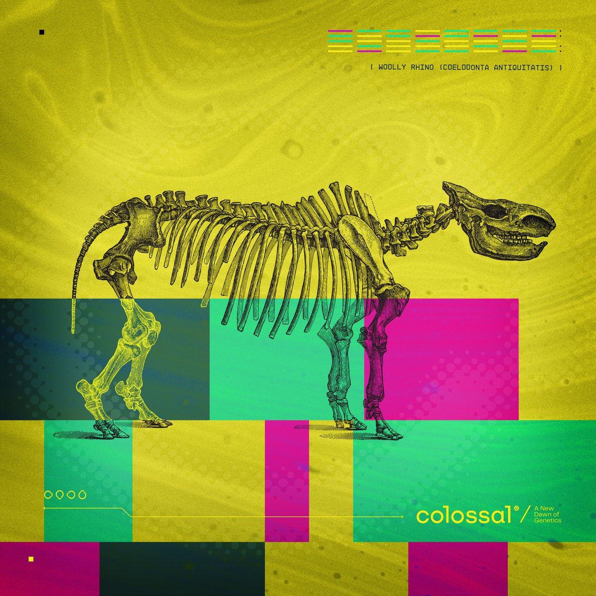 colossal's tweet image. #DYK the #woollyrhino of the #Pleistocene, a massive extinct species living across Europe, Asia, and Africa, had two large horns and a thick coat of hair? 🦏  

Stone Age artists commonly used them as models, seen in art dating 30,000-33,000 years ago. 🖌#AnimalFacts