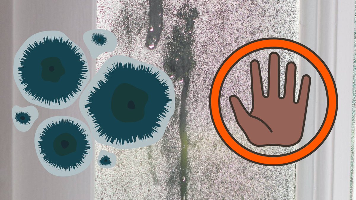 NehemiahHousing's tweet photo. We take a zero-tolerance approach to damp and mould. If a tenant reports damp and mould to us, or we spot it during one of our housing visits, we will take action to tackle it. Here's how https://t.co/kNymQl7mNC https://t.co/qn0y8D1tzB