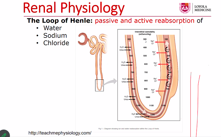 JustinaMellone's tweet photo. Thanks @DocMaggiore for the great lecture today. I especially enjoyed the brief but comprehensive review of renal physiology! #PathElective #TwitterHomework https://t.co/sEyy0M4BSb