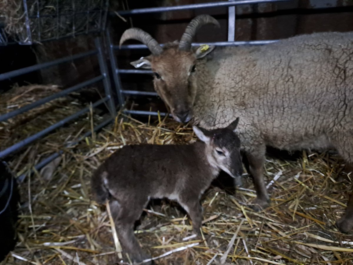 Lambing 2023 finally kicks off this evening for the Dartridge Flock ,  with a little ewe lamb for first time mum Lady Mary. Welcome to the flock Dartridge Lady Felicity! ❤️🐑
#castlemilkmoorit #rarebreed #primitivesheep