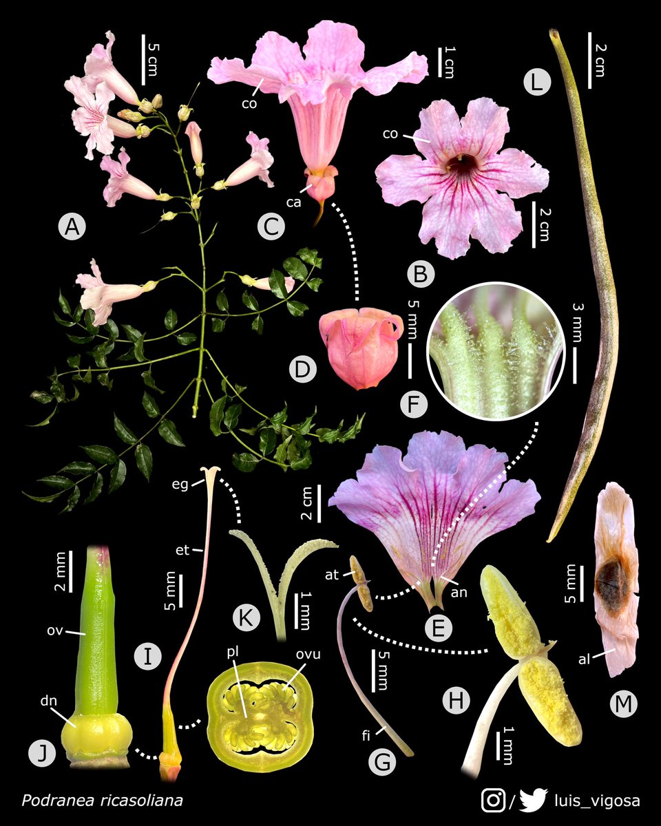 luis_vigosa's tweet photo. Podranea ricasoliana (Bignoniaceae)
#botany #flowers #taxonomy #plants https://t.co/j73vFpo9z1