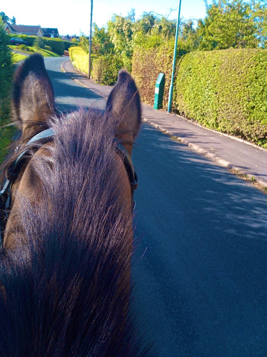 Exited floofy ears ☁️✨