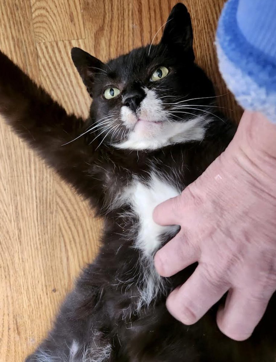 ProjectMEOW's tweet photo. Ah yes, that’s the spot… 😻

Charlie Norfolk is 5-7 years old and fully vetted including a dental which left him toothless. Don’t worry - he has no problem eating! 😹

Charlie loves people, other cats, belly pets and will make a wonderful companion and BFF to someone who (1) https://t.co/1HQnIfFOT6