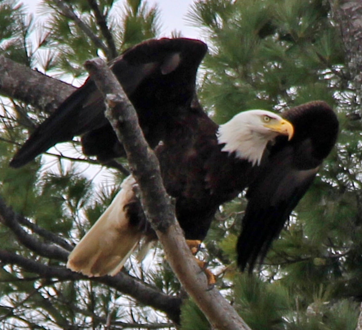 Bald Eagle Lincoln Rd #Fredericton NB  April 10 2021