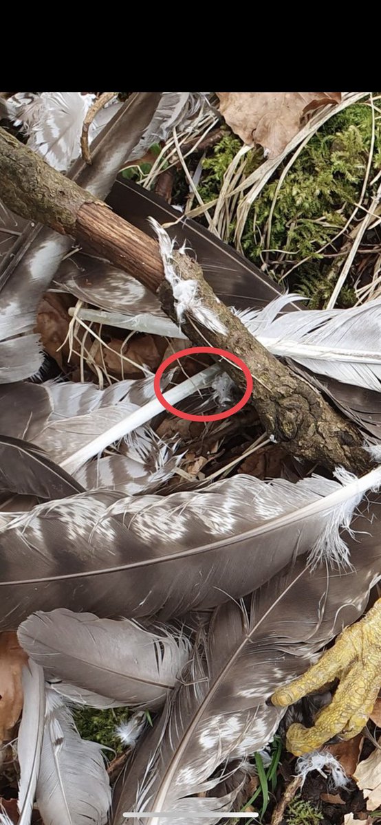 @_MikeWarburton @Natures_Voice @_BTO @BBCSpringwatch @IoloWilliams2 @ChrisGPackham @RSPBCymru @BTO_Cymru Hi Mike - I know I commented on this post on Facebook but you can also clearly see signs of a raptor kill on the quill base where it was plucked. Cheers, Seb.