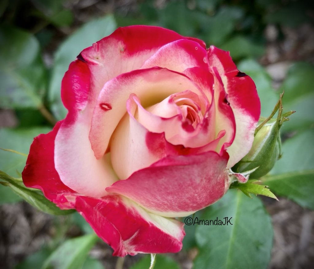 AmandaJK_'s tweet image. Good Morning ☕️
Love a short week, Happy Tuesday 
#goodmorning #tuesdaymotivations #shortweek #MyPhoto #rose #photography #ThePhotoHour #NaturalBeauty