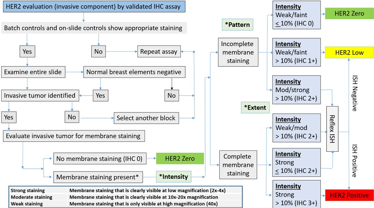 How to interpret HER2 IHC?
This is the algorithm I use everyday for my HER2 IHC cases🌟
👇Link for the paper by Dr. Huina Zhang and Dr. David Hicks where you can find it pubmed.ncbi.nlm.nih.gov/35872032/
#everydaybreast #breastpath #pathfellow #pathresident #PathTwitter #pathology