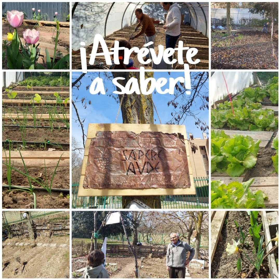 Junto al Partenón de aromáticas y medicinales, petroglifos de números Fibonacci con su olivo, acanto y laurel, y custodiado por la espiral aúrea de girasoles, cereales y leguminosas... se encuentra nuestro invernadero. Aprendemos en comunidad, ciencia, arte y sostenibilidad.