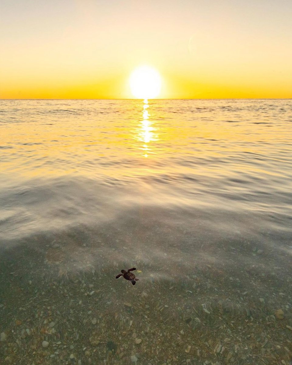 Pacsafe's tweet photo. Sea turtles can stay underwater for long periods of time and even sleep underwater!
Photo Ben Hicks
#Pacsafe #BornToTravel #turtlefund #turtletuesday #seaturtle #turtlefacts #protectwhatsvaluable #reduceoceanplastic #marineconservation #seaturtleconservation #cleanoceans https://t.co/V8on6UC5cP