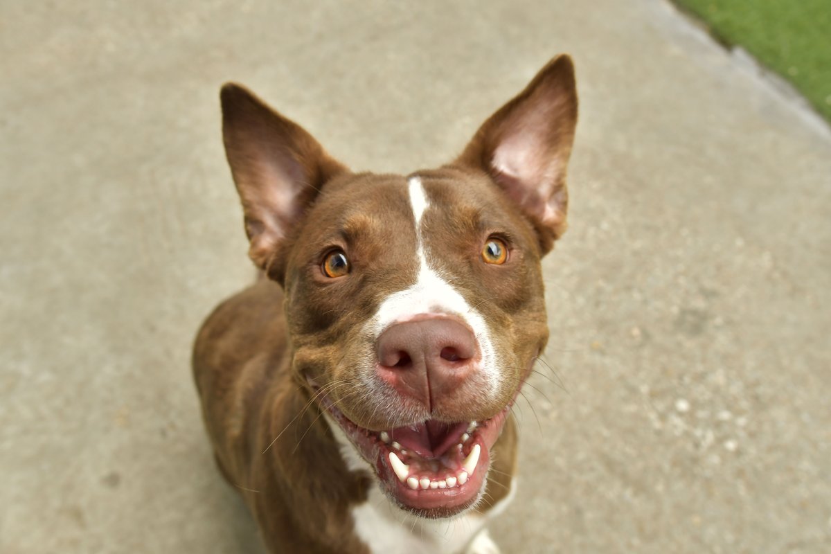 987thespot's tweet photo. With his stunning, green eyes and precious smile, Remington is hoping to add an immense amount of happiness to some lucky person! #CanineCorner #AdoptDontShop #BeDallas90 https://t.co/IN0DMQpDh8 https://t.co/FCmav19Npy
