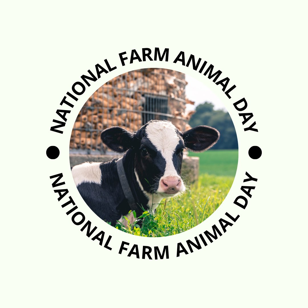 #farmanimal #farmanimalrescue