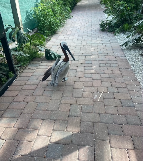 Sweet Pea loves to go for a stroll down our Bird Walk to visit her neighbors📷 You can visit Sweet Pea and all of our residents every day from 10 a.m. - 4 p.m.!
Learn more about Save Our Seabirds: bit.ly/3GccD67
#saveourseabirds #sos #rescue #rehabilitate #release