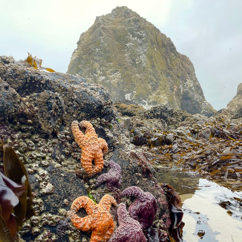 pacific101's tweet image. #HaystackRock #CannonBeach Return of the Starfish!! For a while we thought we were going to lose them, but they have made a good recovery. Photo by Mylasia Miklas of the West Coast Groundfish Program