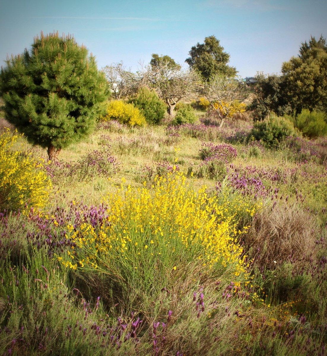 #BuenosDías #FelizMartes #CadalsoDeLosVidrios #cantueso #retama #paisaje #naturaleza #senderismo #primavera #naturelovers #outdoor #flores #floressilvestres #naturelovers #SierraOeste #SierraOesteDeMadrid