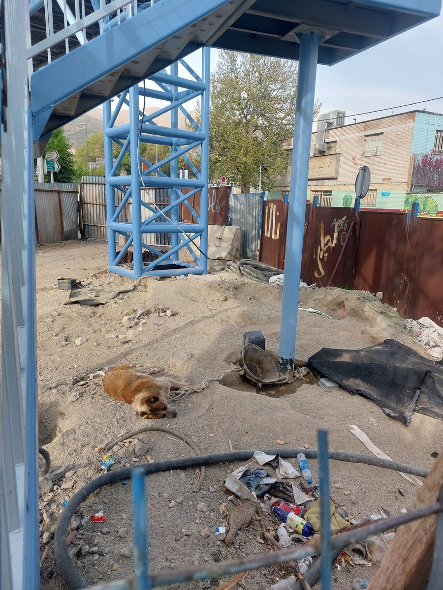 heliophilecat's tweet photo. سلام. خواهش میکنم به این بچه ها کمک کنین.
بلوار ارتش، نبش مترو اقدسیه، کنار پل عابرپیاده یه جایی رو کندن و دورتا دورشو بستن. ۳ تا سگ طفلکی رو بستن بدون آب و غذا. از چی نگهبانی میدن، نمیدونم.
چندبار پیگیری شده، کاری براشون نکردن. خیلی گناه دارن طفلکیا... https://t.co/ZolwtYBHam