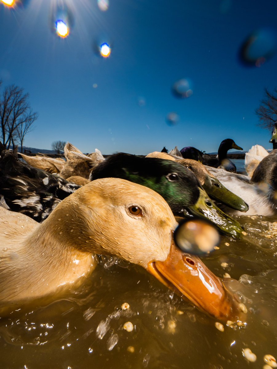 DashDucks.tv tweet media
