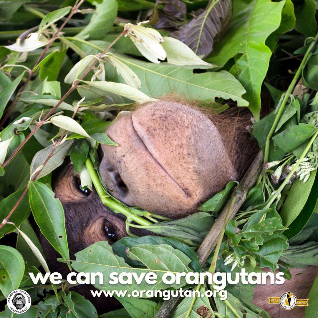 #Trafficking of orangutans continues to be an area of concern for #OFI. As our closest animal kingdom relatives, humans &amp; orangutans share similar behaviors. But #orangutans are not meant to be pets. Learn what we're doing to fight this  problem at ow.ly/ER3U50NFq5g