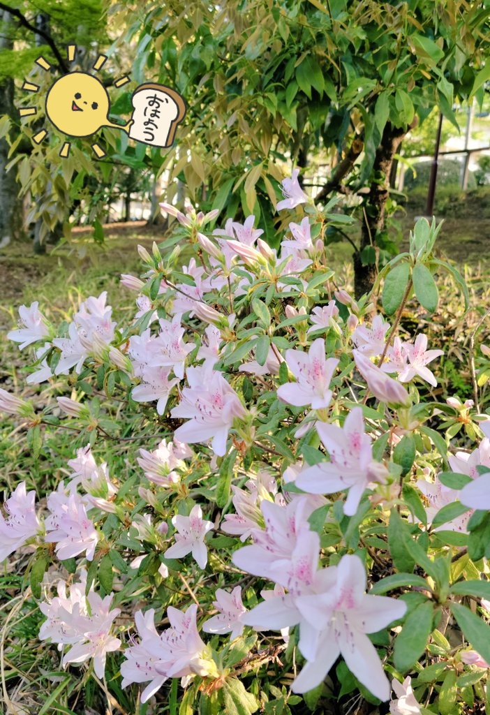 Lemonbalm2000's tweet photo. おはようございます🍋
あさんぽで汗です☀️
昨日のトレ↓
まり友会やっと追っかけられた😆
今朝は筋肉痛…どれだけ運動不足だったんだろうか😅
今日も動いて身体慣らしていこう!!
皆さま良い1日を~(о´∀`о)
#まり友会 #miey #あさんぽ https://t.co/EobIR0mL9N