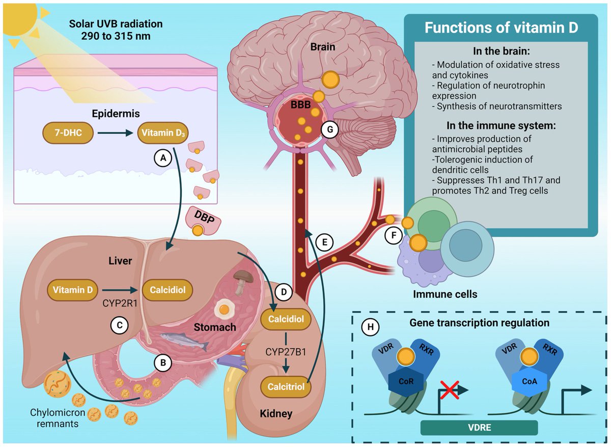 Journal Nutrients: Vitamin D in Depression: A Potential Bioactive Agent to Reduce Suicide and Suicide Attempt Risk mdpi.com/2072-6643/15/7… <a href="/DrKristieLeong/">Kristie Leong M.D.</a>
