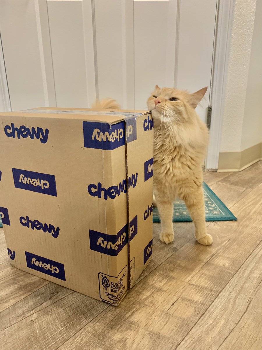 I think I found the new face of Chewy 🐱 @Chewy #chewydelivery