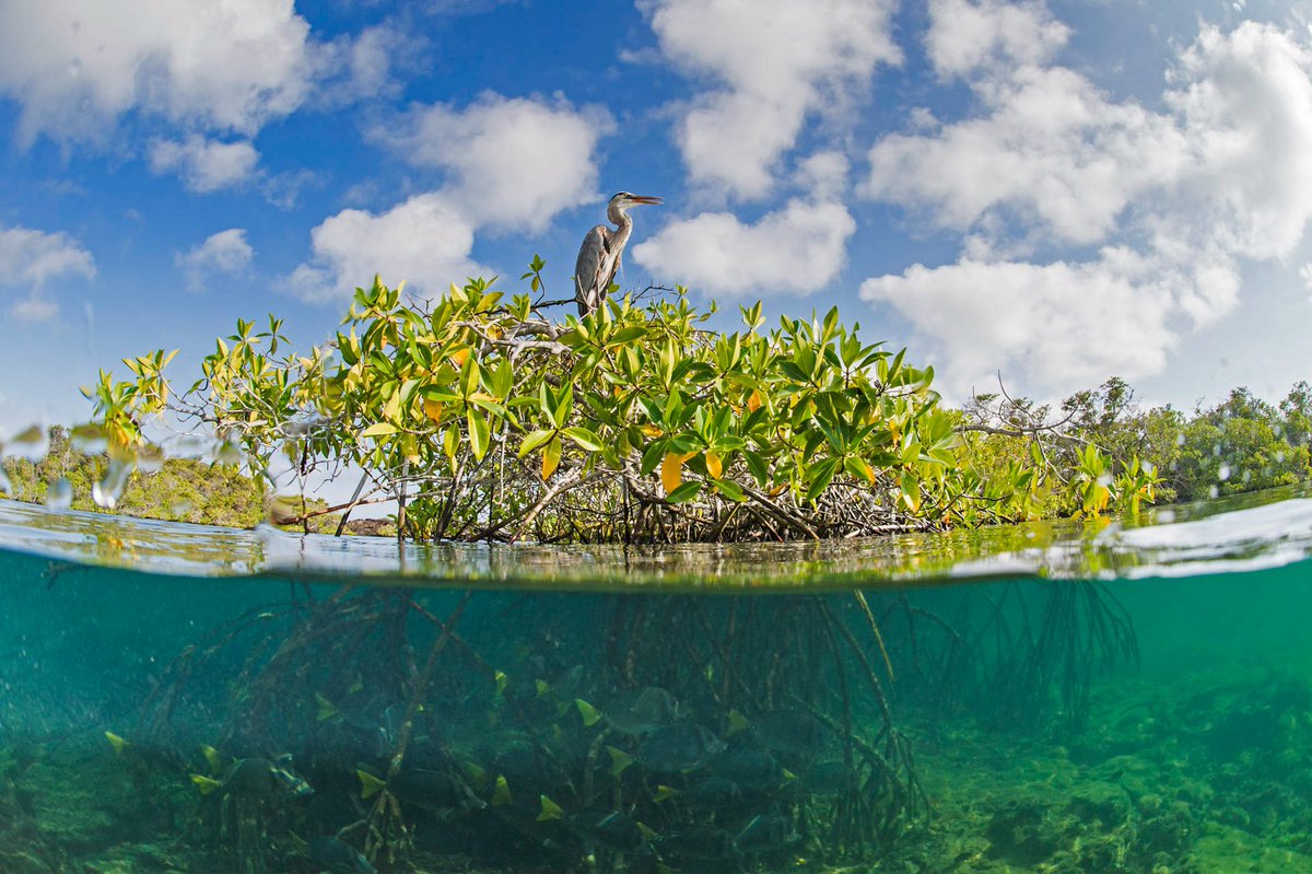 “I call mangroves the skin of our coasts.” - NewAtlantis Advisor @octavioaburto Mangroves are estimated to be worth $100,000 per hectare annually with all the benefits they provide. A thread 🧵: #ReSci #bluecarbon #ReFi #biodiversity #30by30 Photo courtesy of @octavioaburto