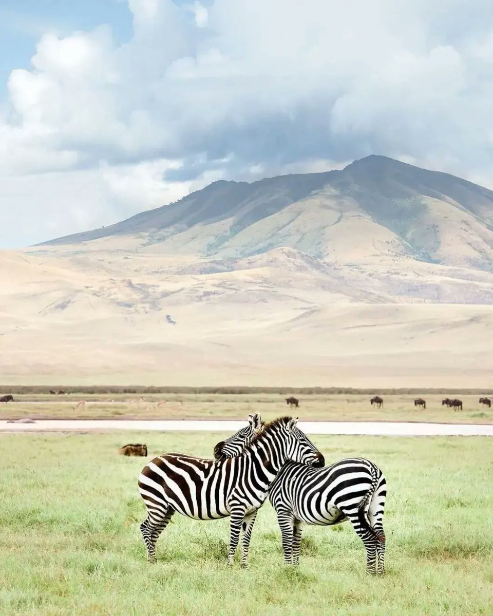 RiverstoneSafa1's tweet photo. Did you know that Zebras can sleep standing? They actually rest their heads on one another, like on the photo. That way it is easy to detect any danger, thanks to their great sight, with eyes on both sides of their faces. 🦓 https://t.co/wwlfo5vo5G