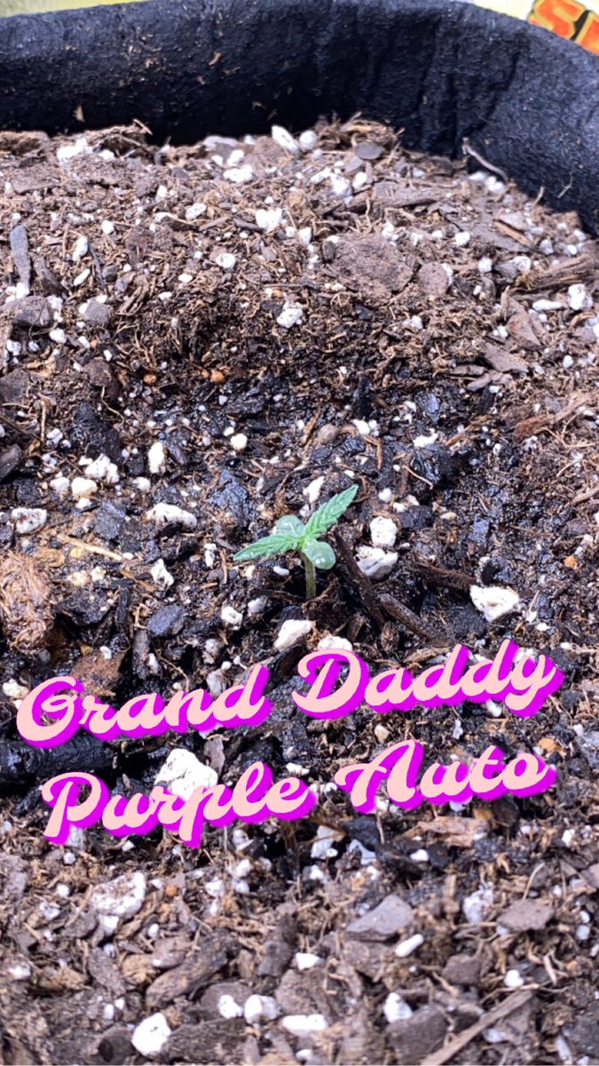 VaGrownExotics's tweet photo. Day 1 Grand Daddy Purple Auto from @Fast_Buds #Cultivar #Ogstrain #autoflower #Cannabis #420community #CannabisCommunity #Fastbuds #fabricpot #garden #Growyourown #Spiderfarmer #Vivosun #Foxfarm #thc https://t.co/oz0DEKuZmQ