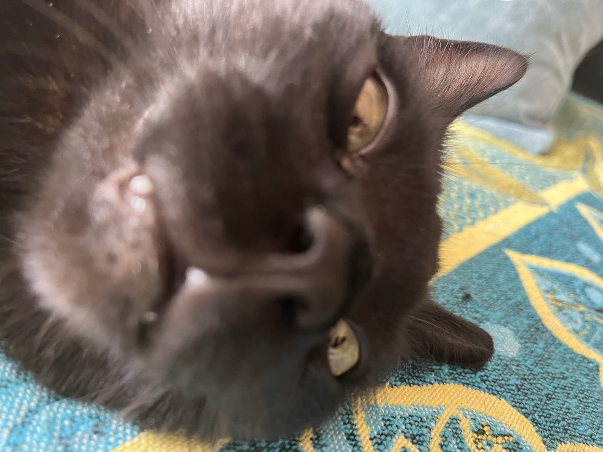lordink90's tweet photo. I never thought I would own a cat and now I’m friends with this guy https://t.co/U0FU4lnQ7q