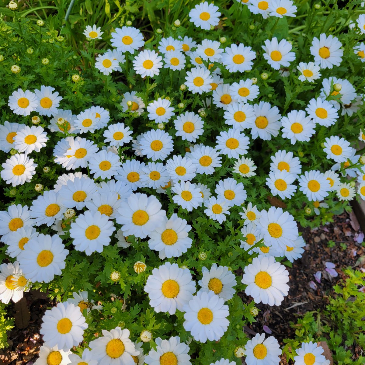 ayaoya2020's tweet photo. きれいなお花！！

#何のお花？
#後で調べよう
#散歩にて発見 https://t.co/ZQDBfUKJYi