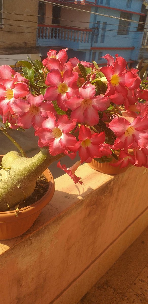 Sandy_Spks_Rrly's tweet photo. #beautiful #summer #Flowers 
#loaded #Adeniums 😍
#Bonsai 
#passion💕
#GardeningTwitter https://t.co/P5W91BTb2O