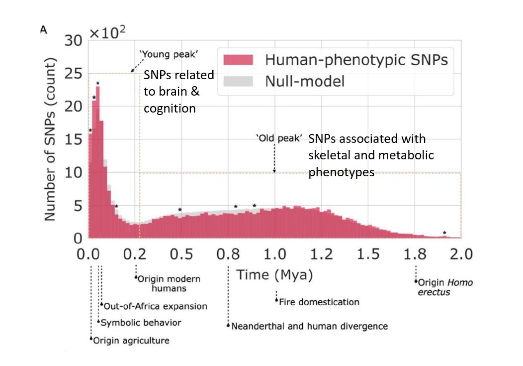 whyvert's tweet photo. New paper attempts a genetic timeline of humans.

Two key eras: "old peak" (around the time of fire) + "new peak". 

(Stephen Jay Gould: "There’s been no biological change in humans in 40,000 or 50,000 years" is false.) https://t.co/w7oEqyJRE8