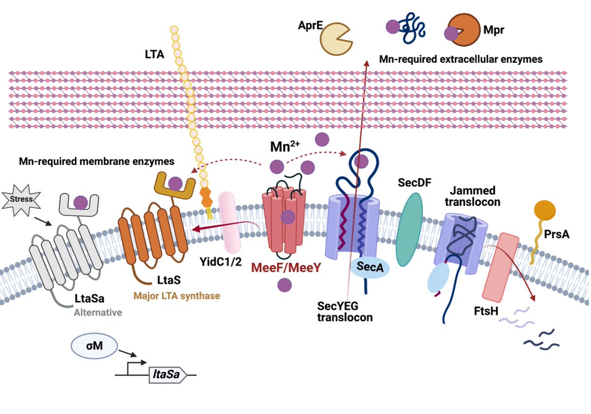 JohnHelmann's tweet photo. Cytosolic enzymes acquire metal cofactors from buffered pools. But how are extracellular enzymes properly metalated? 
Mn-enzymes can be co-translocationally metalated by TerC.

TerC Proteins Function During Protein Secretion to Metalate Exoenzymes https://t.co/EOPUIzpMfq https://t.co/yvUI2LBLsp