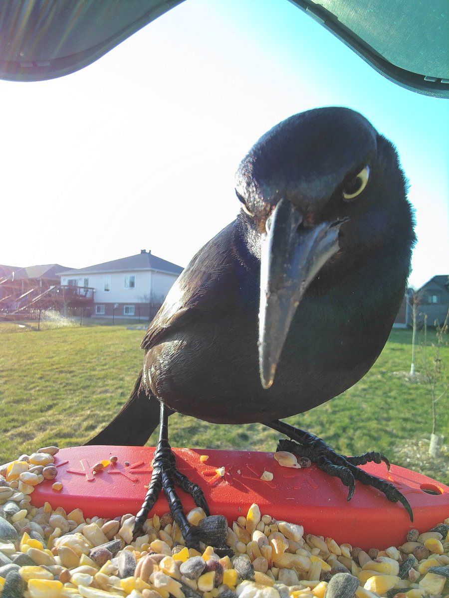 RyanMinaker's tweet photo. This guy stepped into play today. Looks angry.

#commongrackle 

@mybirdbuddy https://t.co/fS5cUFLLm1